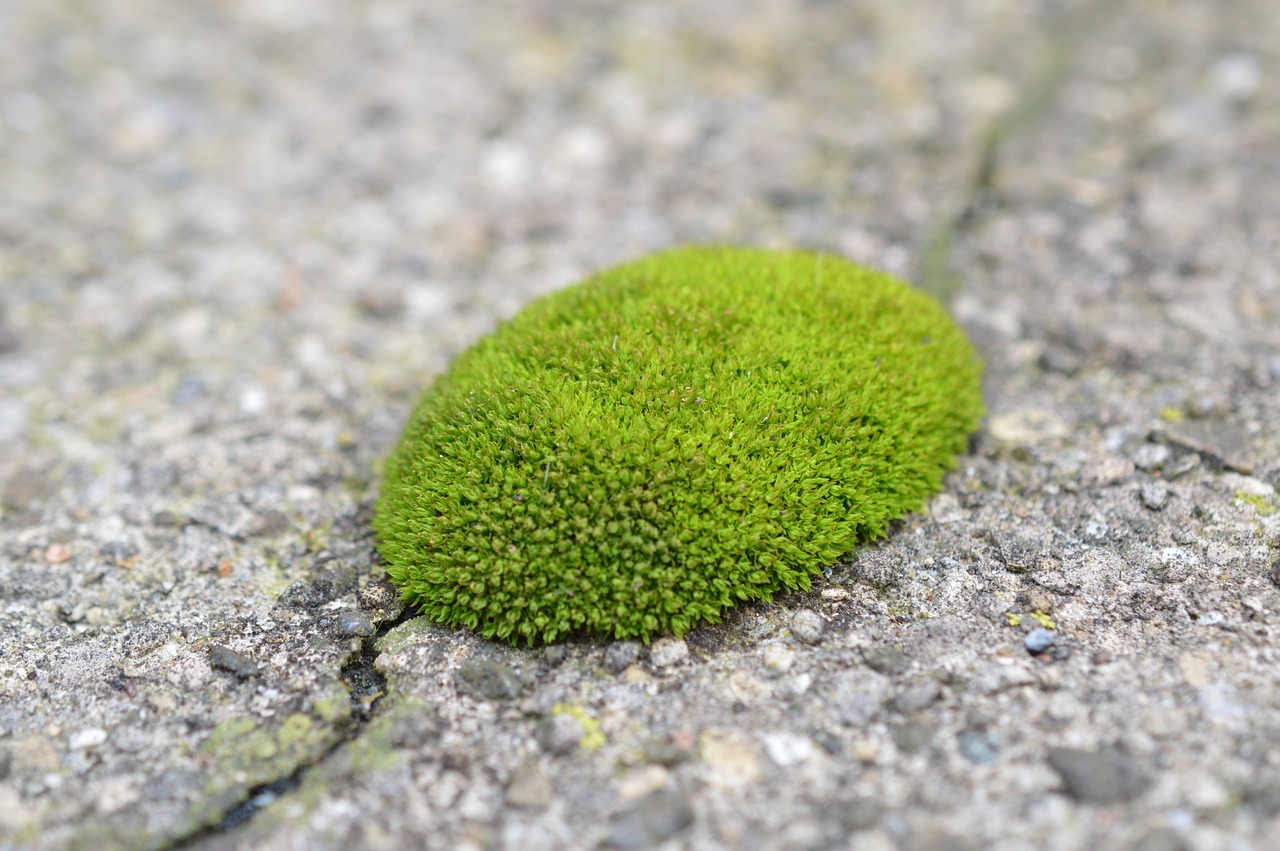 Image - moss texture green rock path old