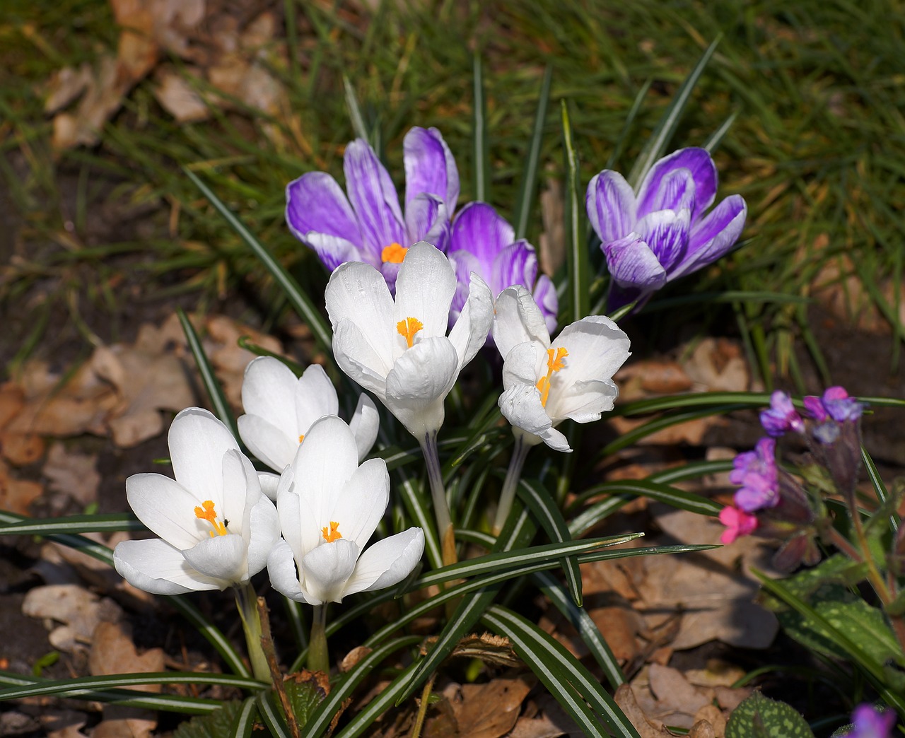 Image - crocus flowers spring plant purple