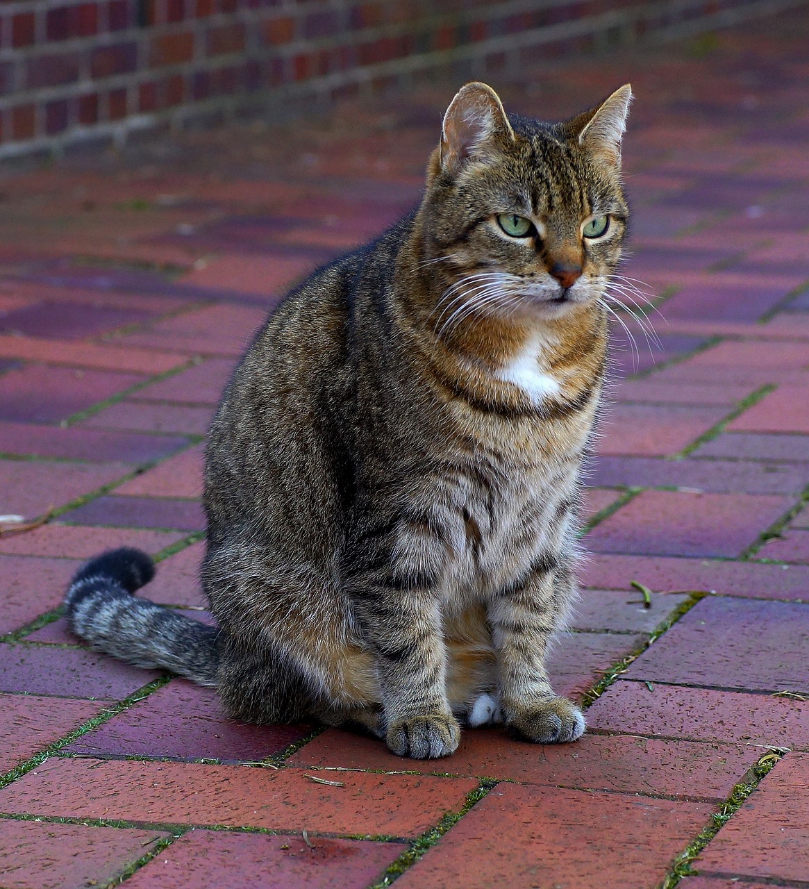 Image - cat female domestic cat cat face