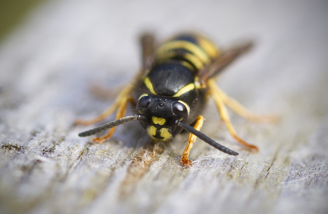 Image - wasp macro insect striped sting