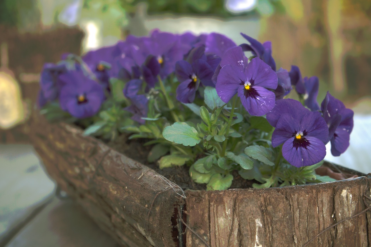 Image - pansy bloom easter violaceae