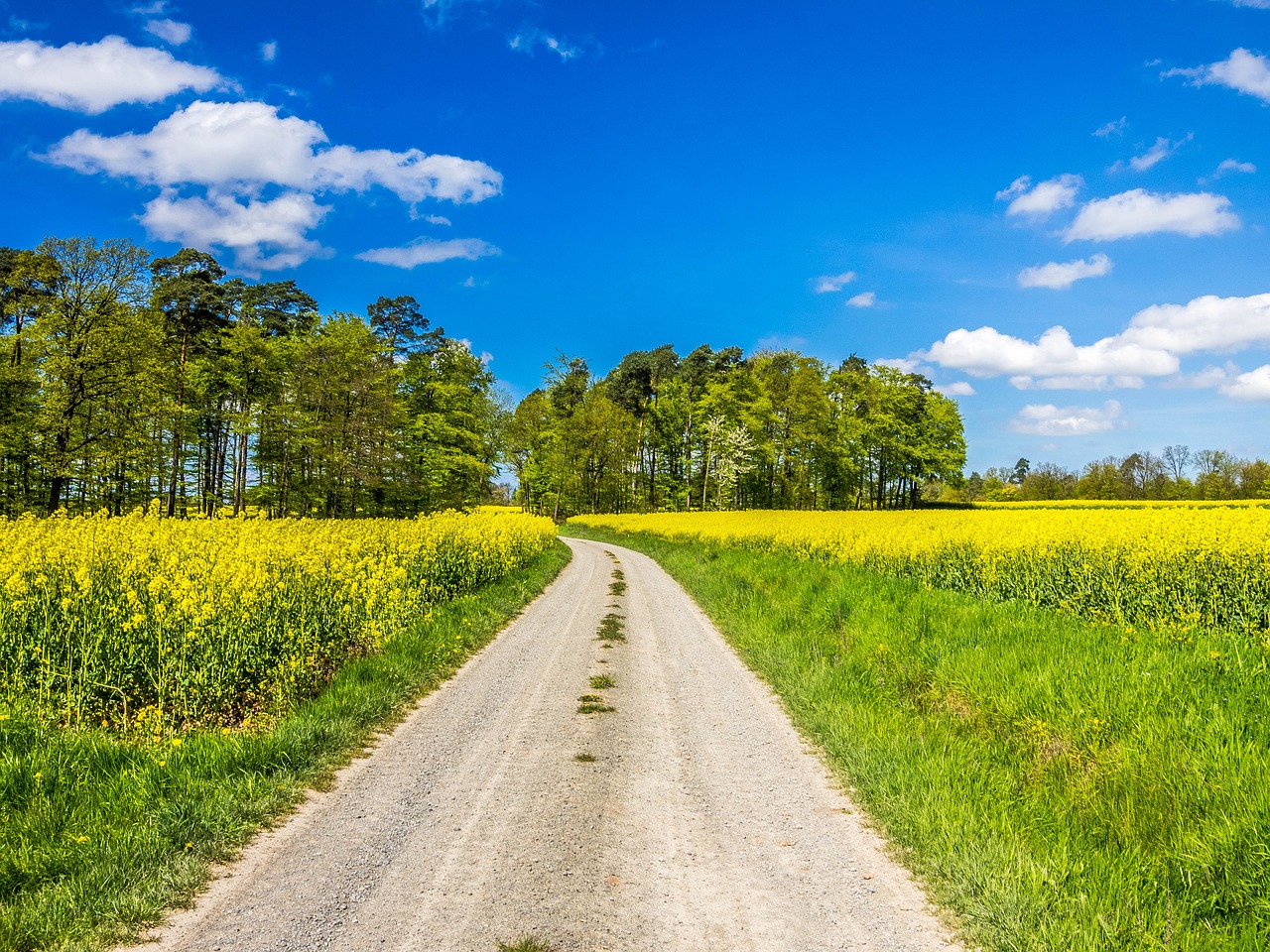 Image - spring landscape oilseed rape