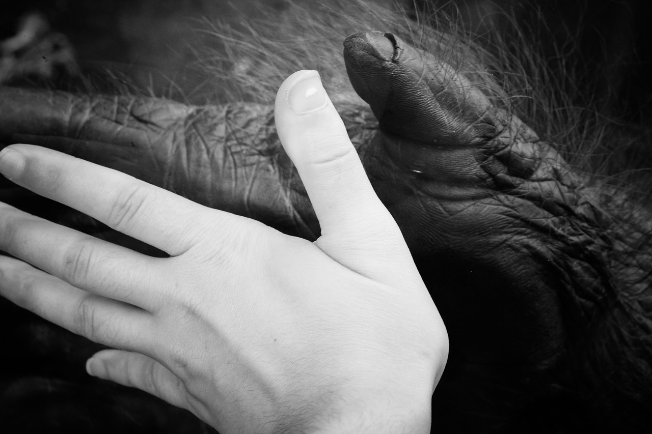 Image - ape human hands monkey animal zoo