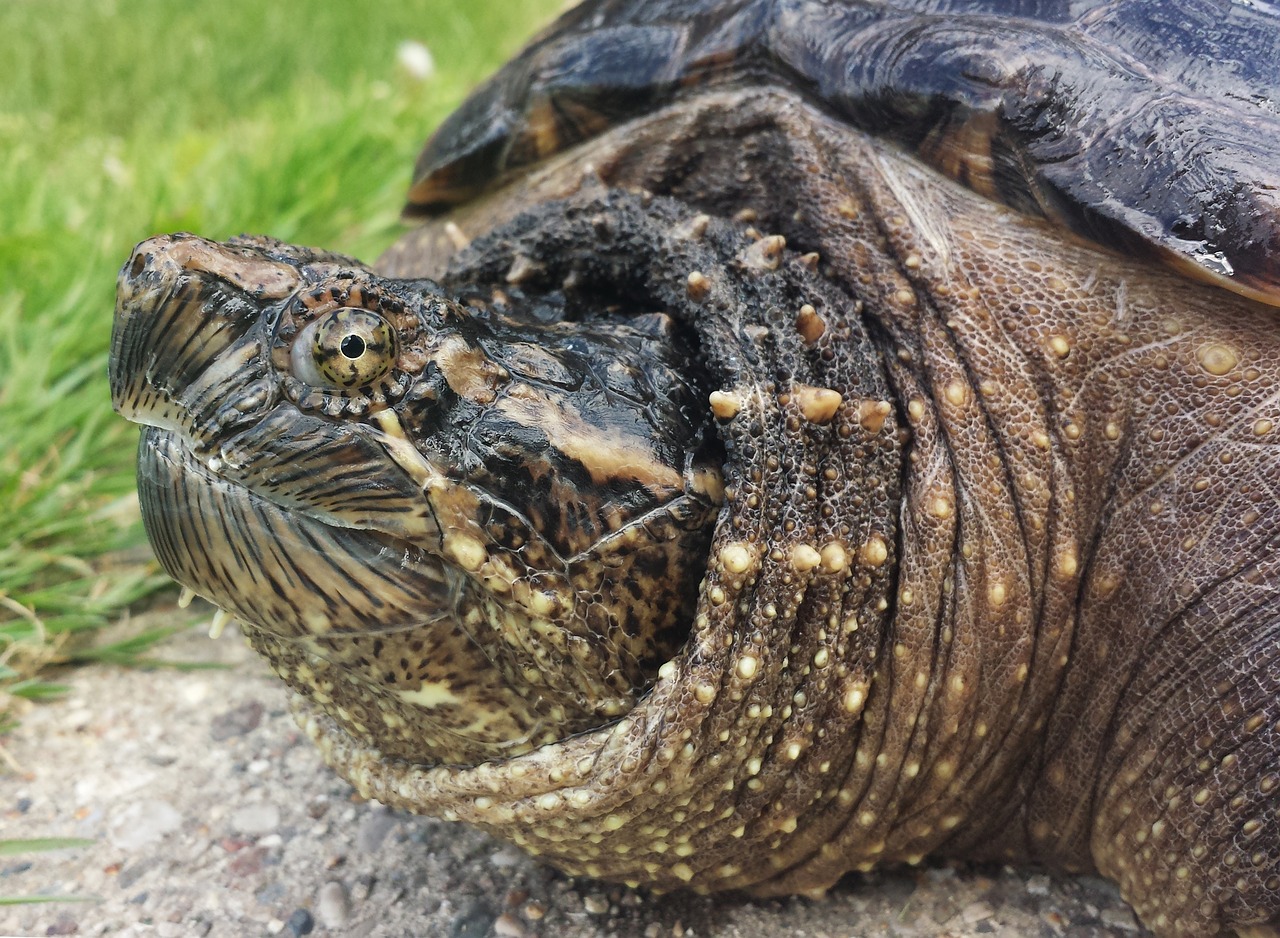 Image - snapping turtle snapper chelydra