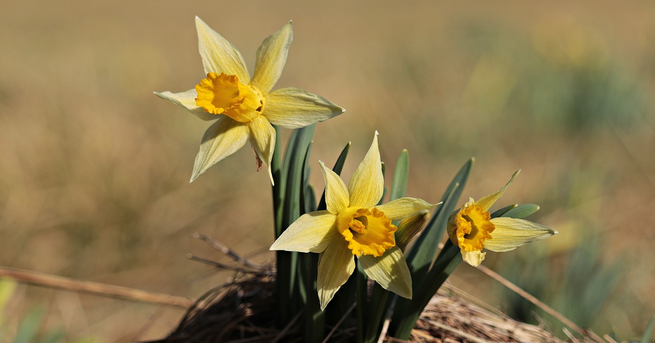 Image - daffodils yellow spring blossom