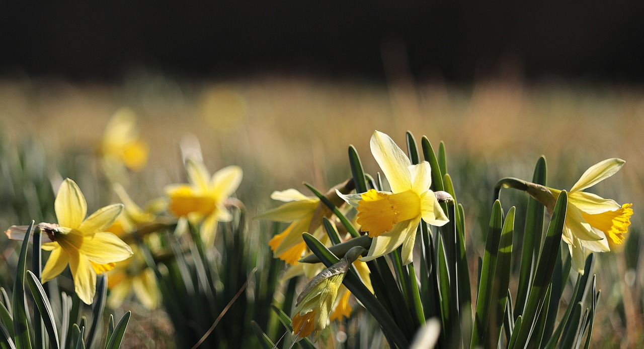 Image - daffodils yellow spring blossom