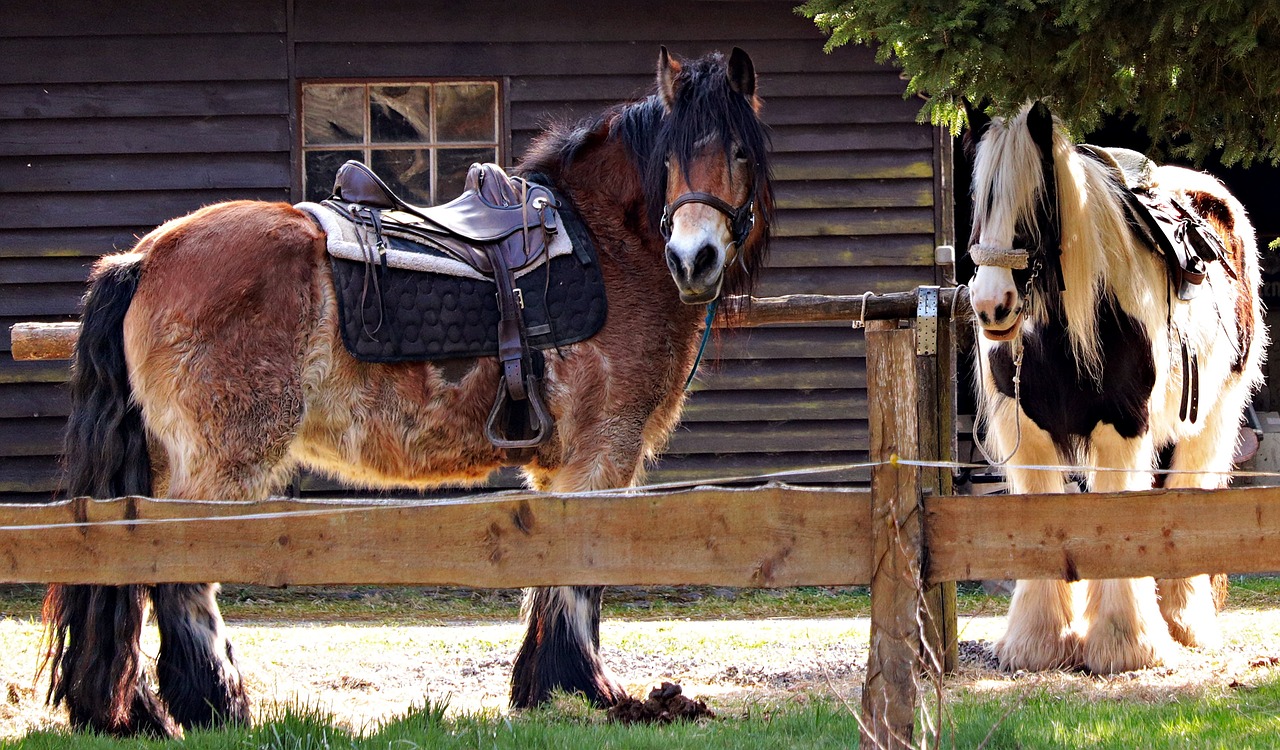 Image - horses rest saddle ride riding