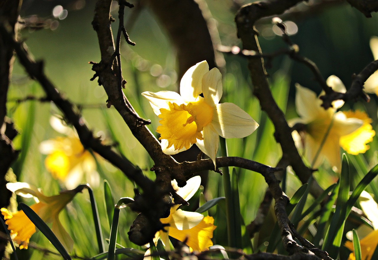 Image - daffodils yellow spring blossom