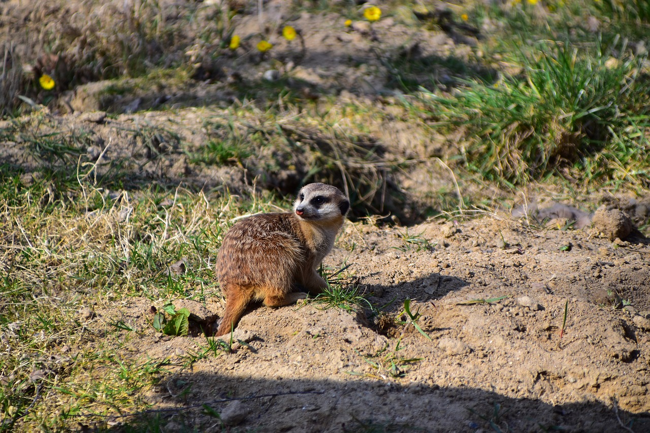 Image - meerkat mongoose zoo desert