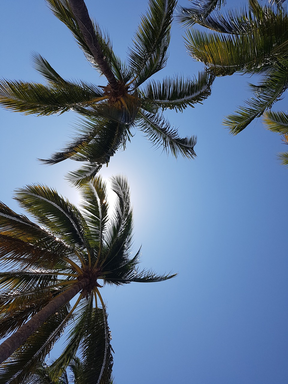 Image - palm trees beach coconut exotic