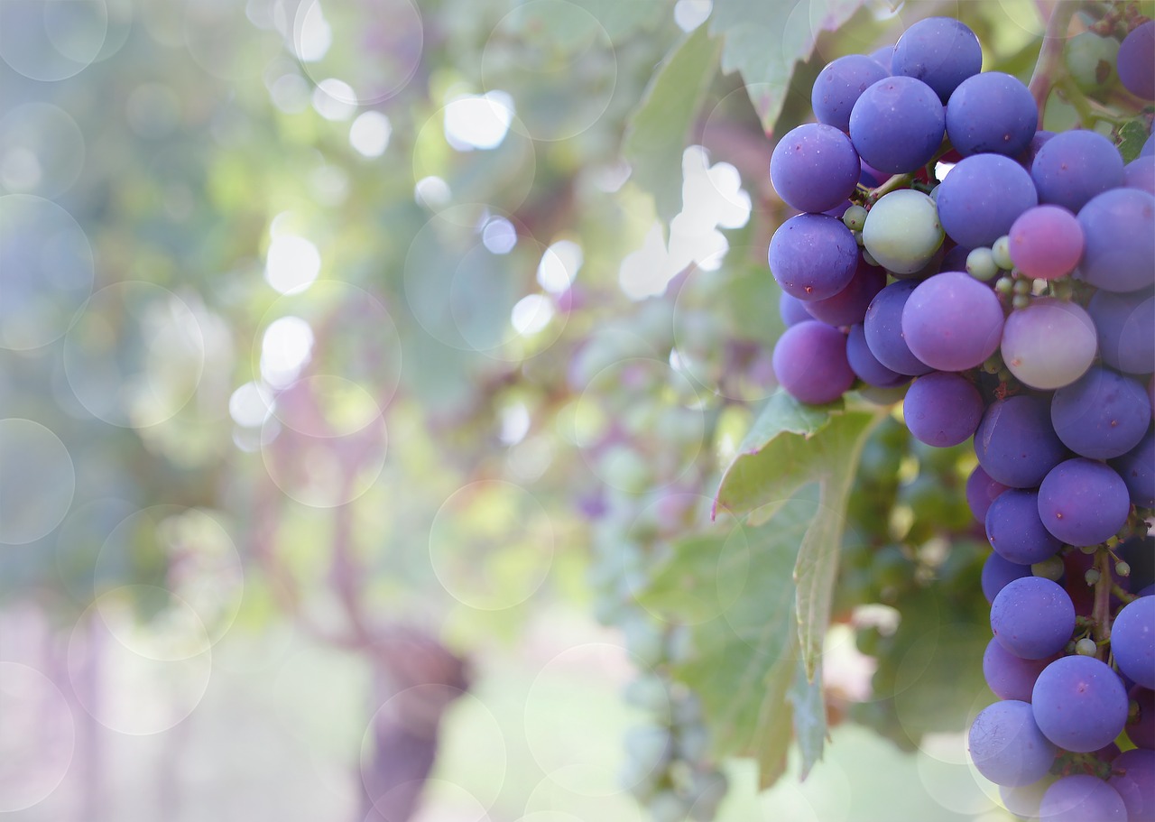 Image - grapes purple grapes vineyard vine