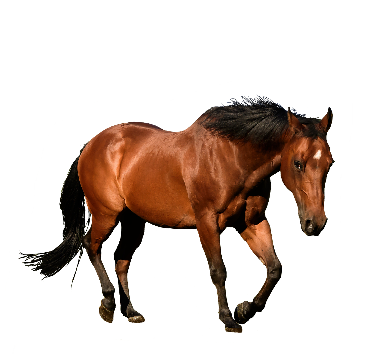 Image - horse cutout isolation bay animal