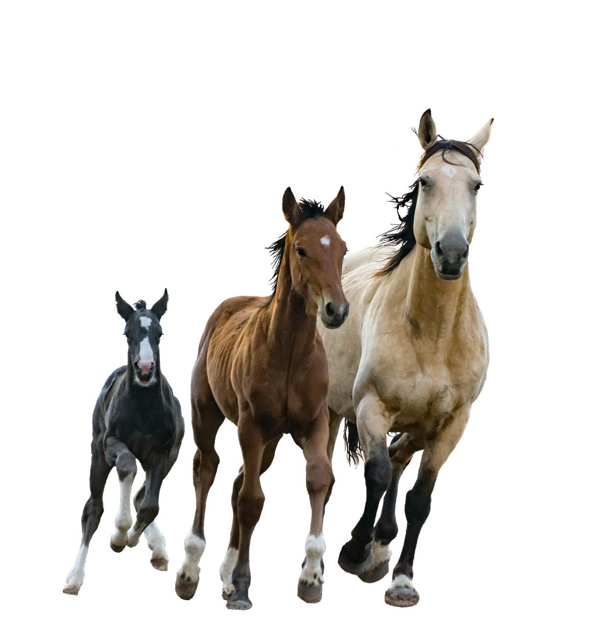 Image - horses mare foals isolated cutout