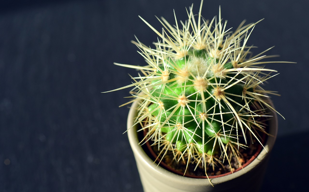 Image - cactus spur plant thorns prickly