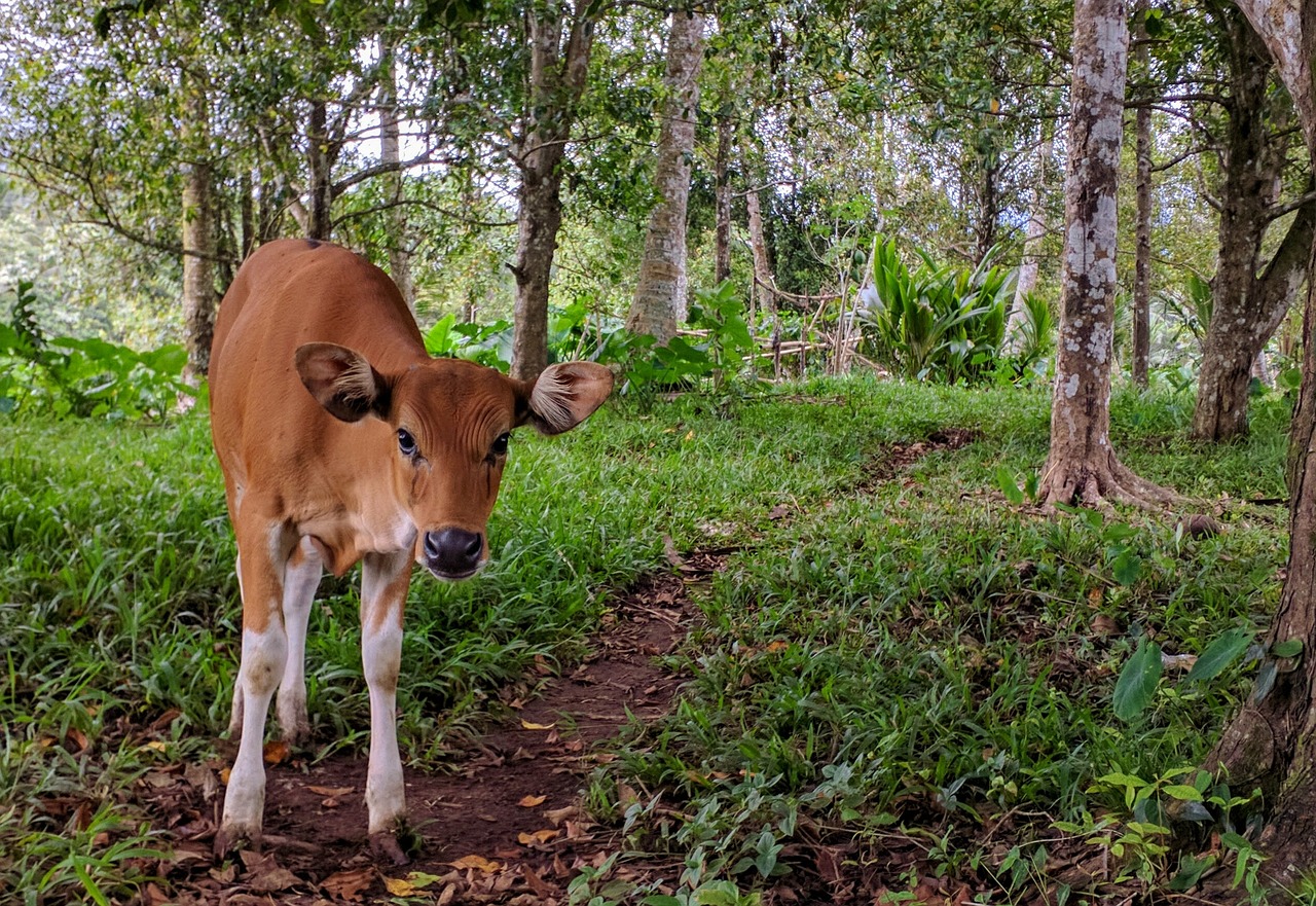 Image - cow animal balinese bali