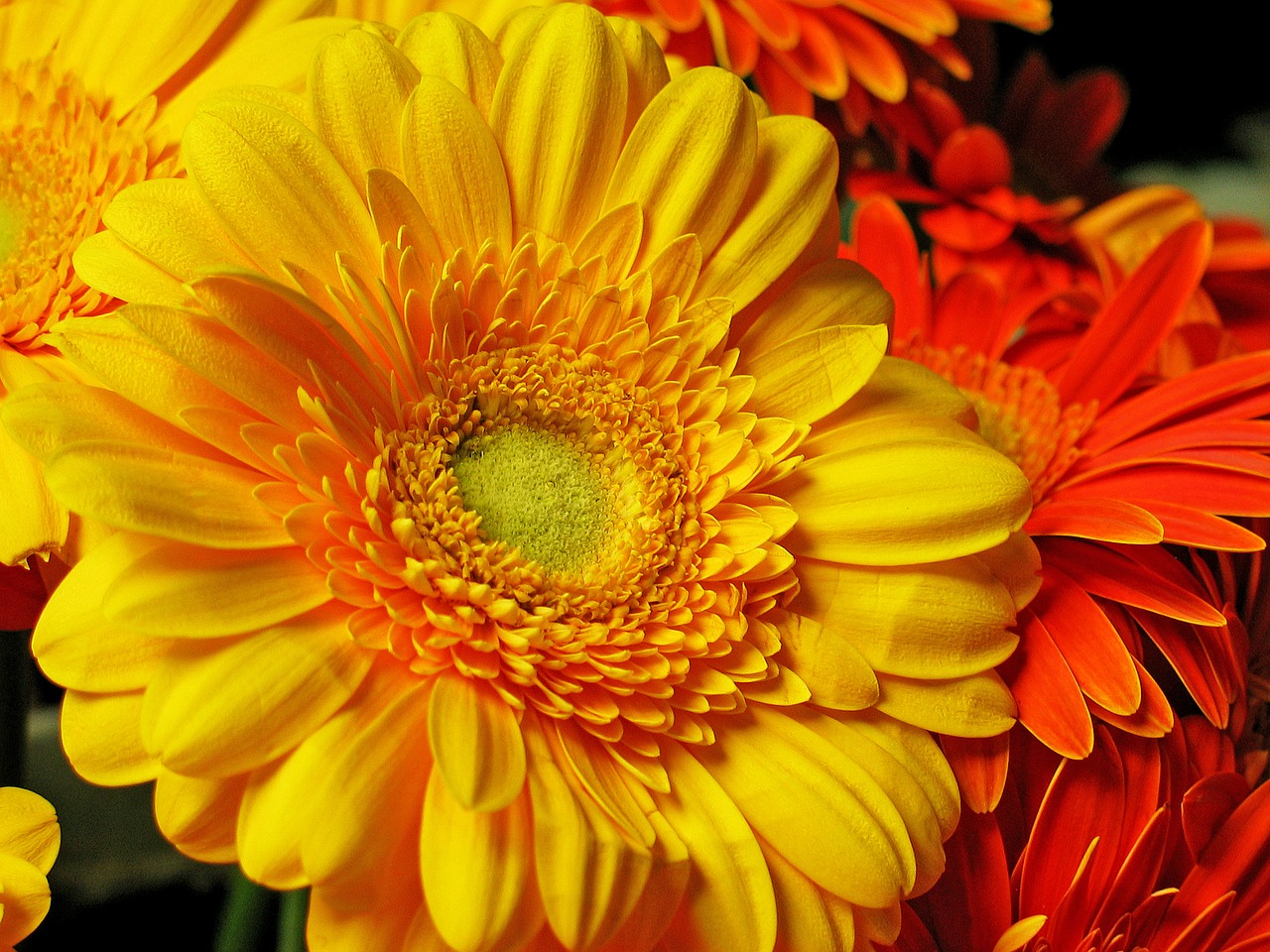 Image - gerbera flower blossom bloom