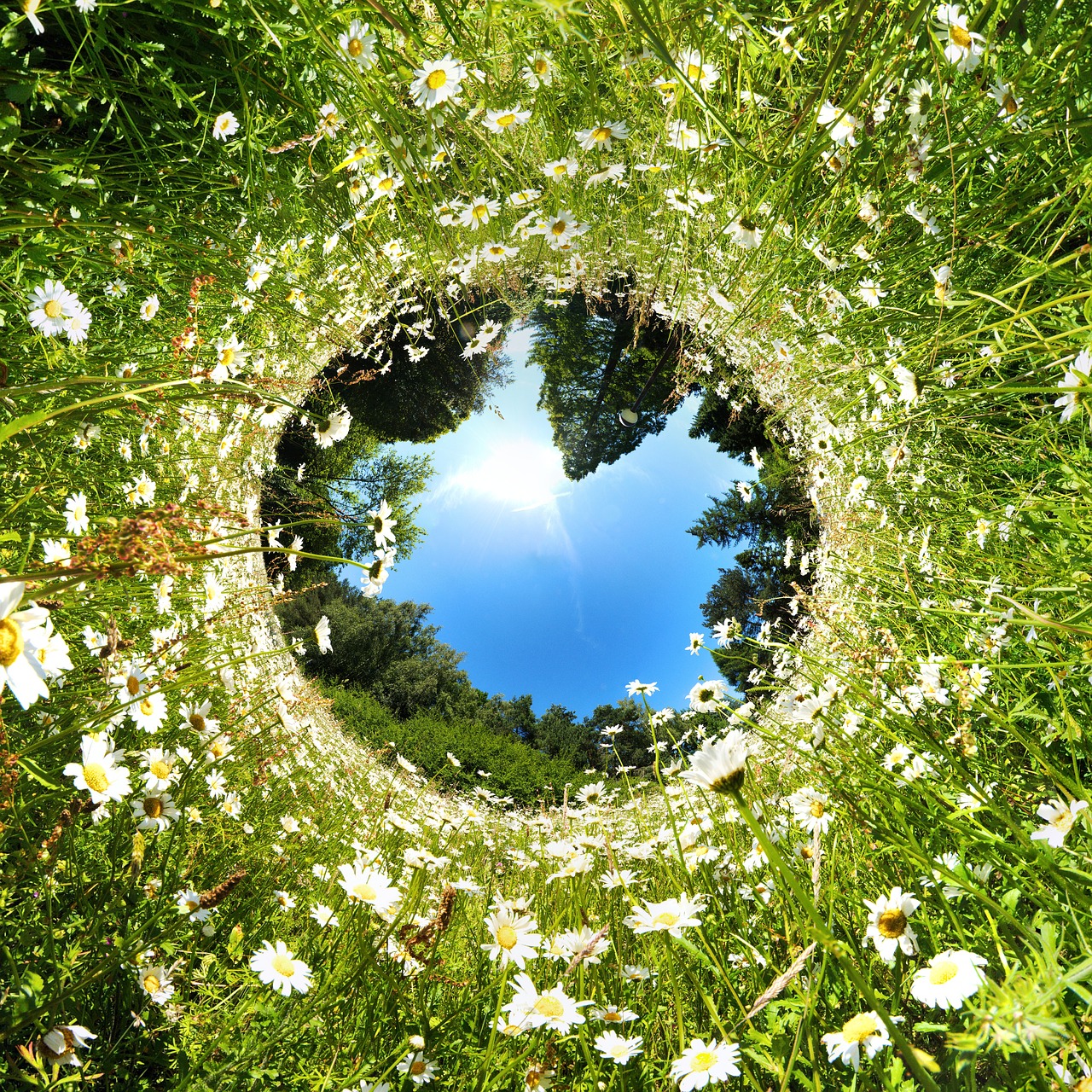 Image - tube field summer agriculture