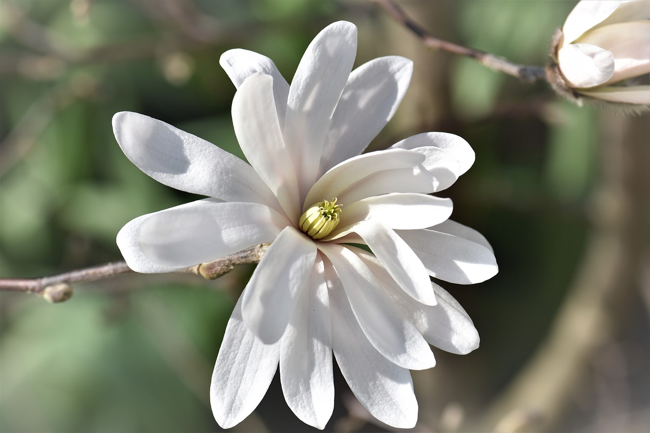 Image - magnolia flower blossom bloom