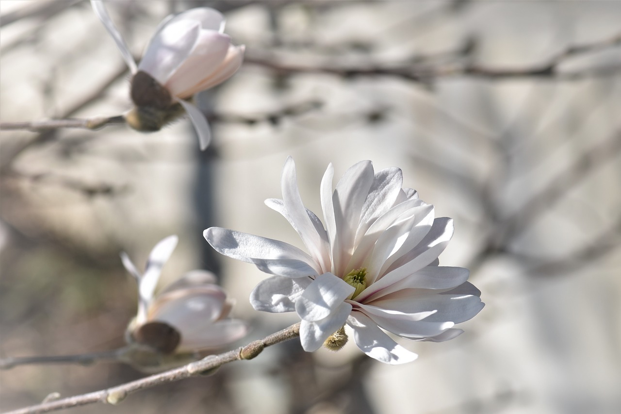 Image - magnolia flower blossom bloom