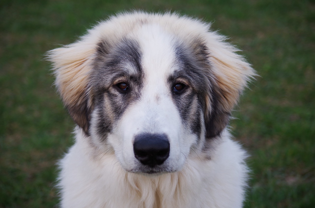 Image - dog the iberian mountain white