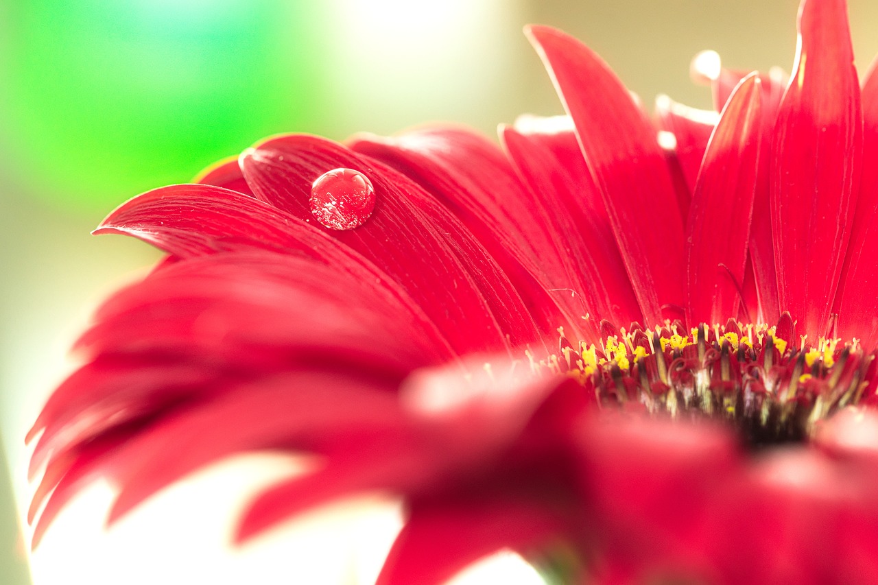 Image - macro flower drip flourished red