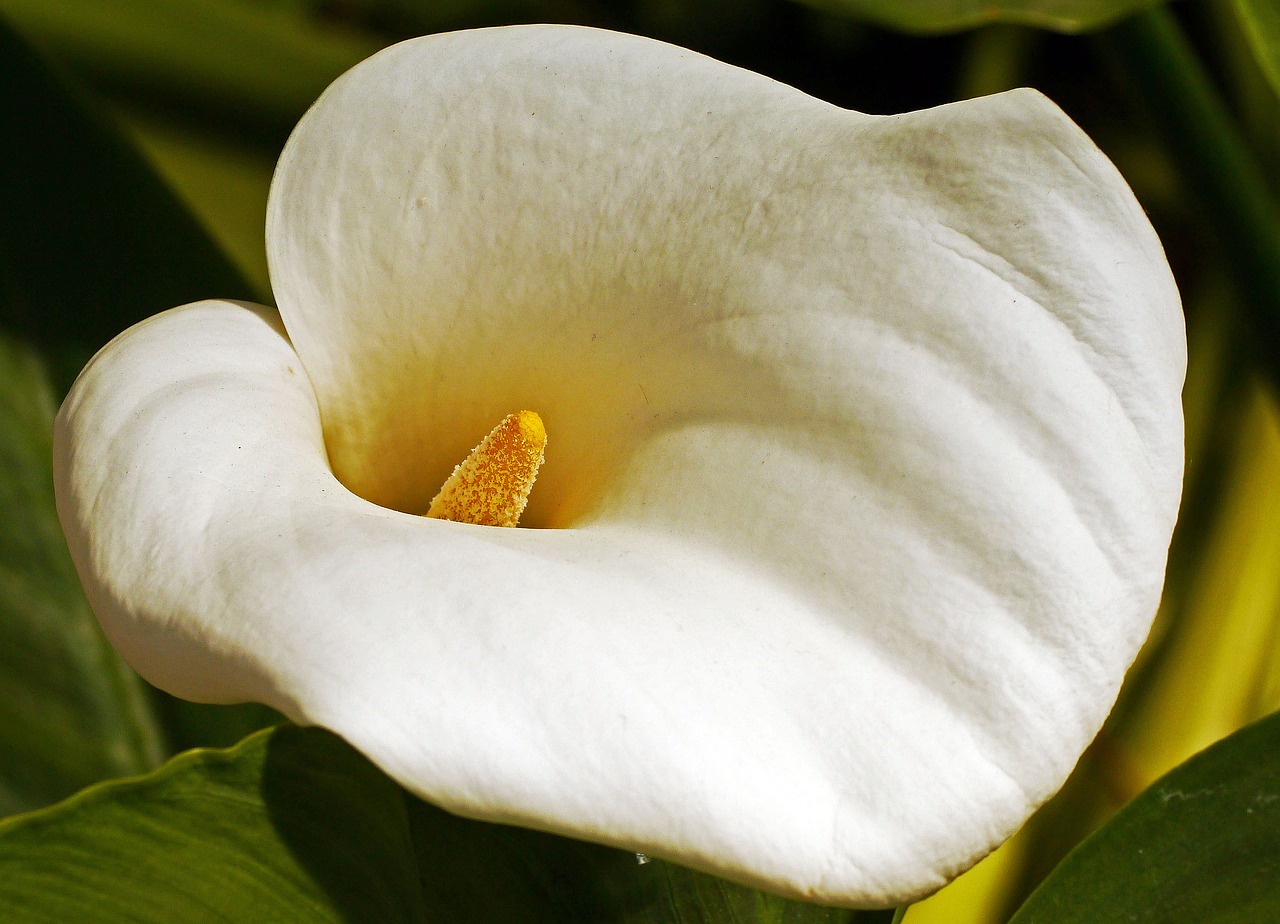 Image - calla blossom bloom funnel