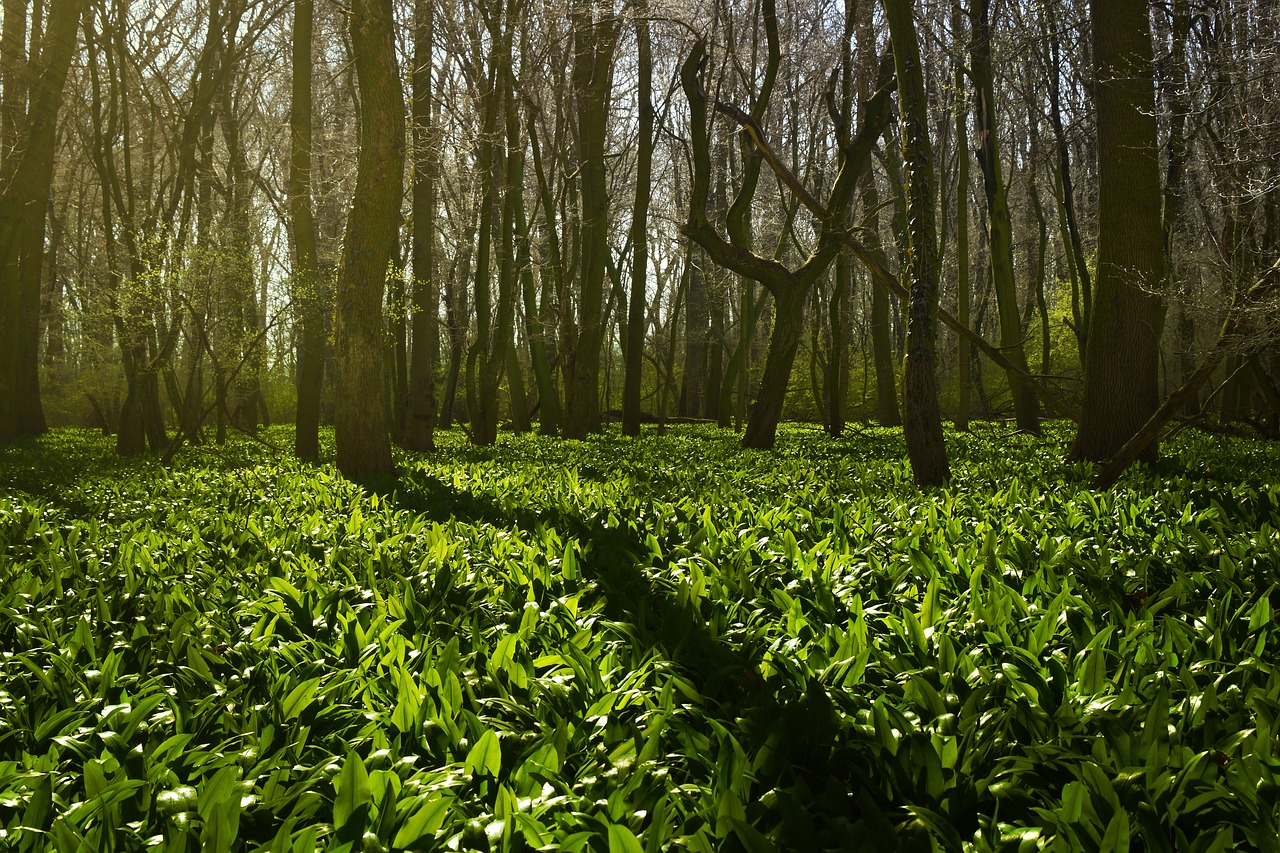 Image - grove wild garlic green spring