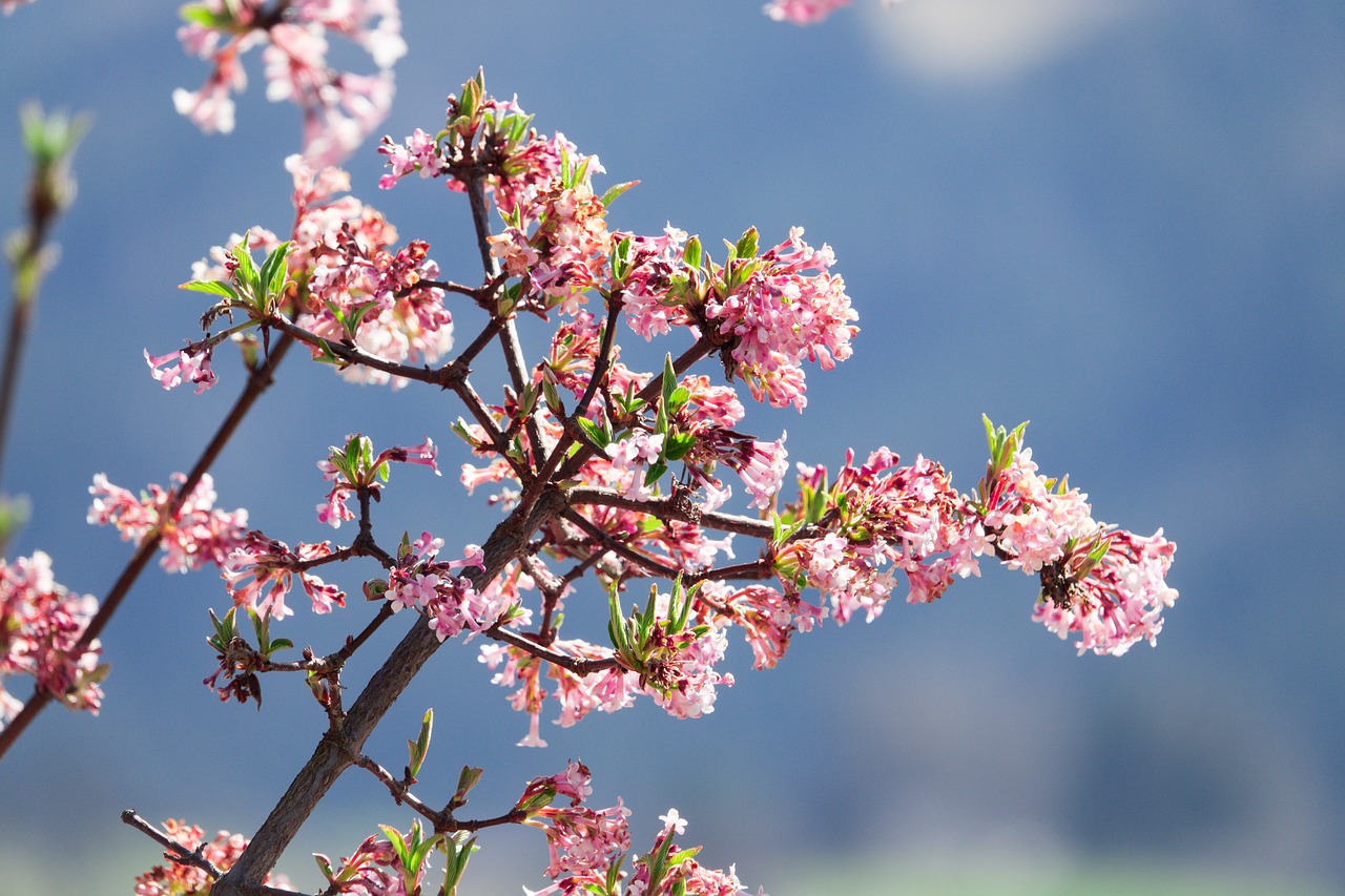 Image - kolkwitzia flowers pink spring