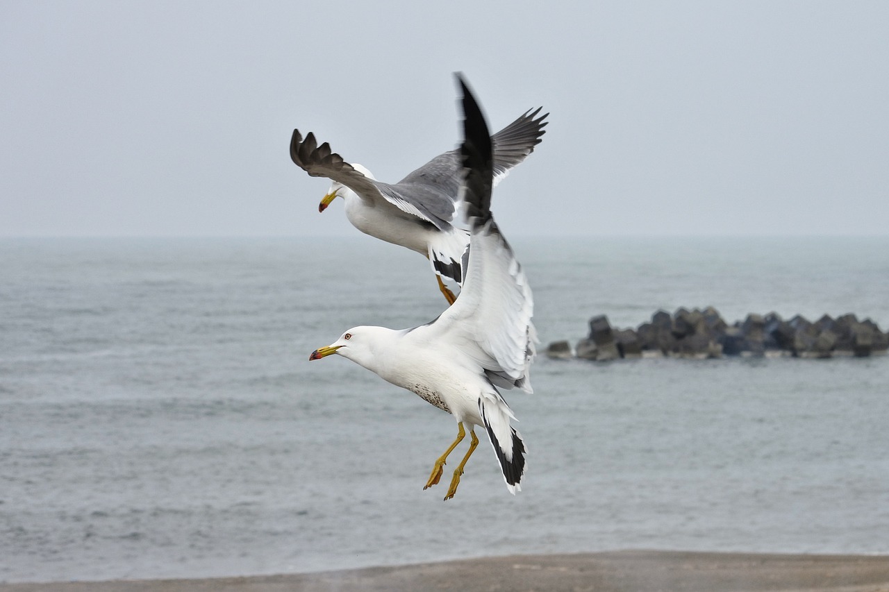 Image - animal sea beach sea gull seagull