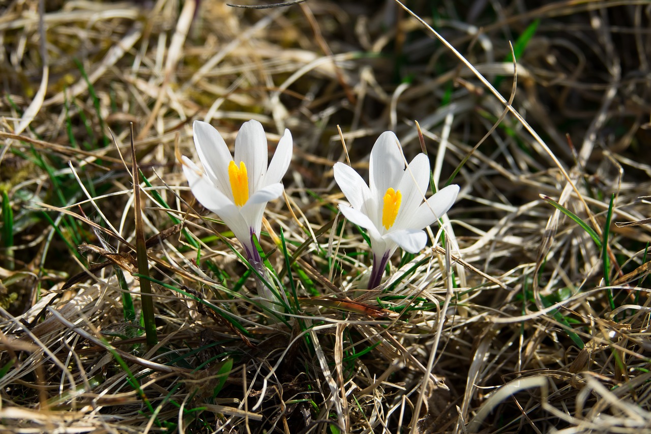 Image - crocus white frühlingsanfang spring