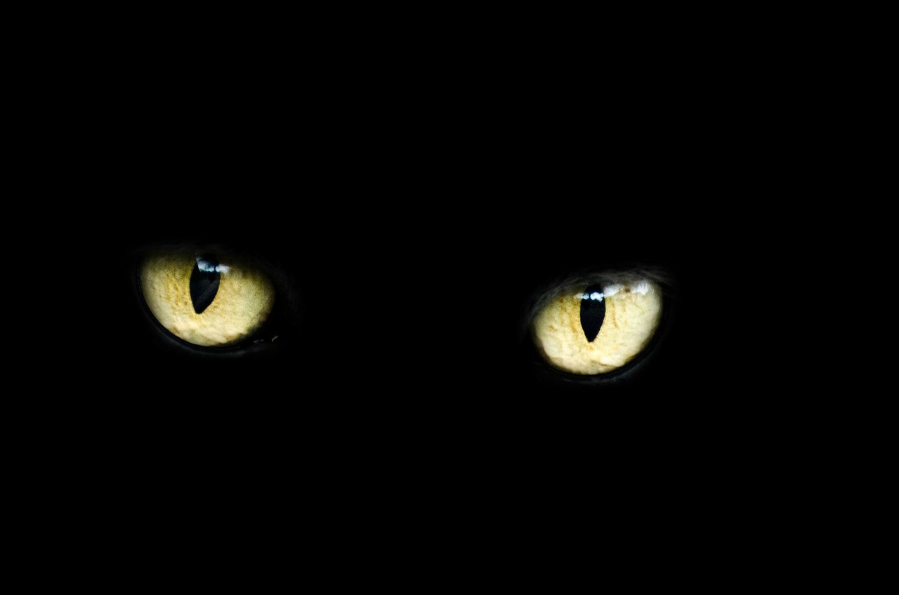 Image - eyes cat halloween black luck bad