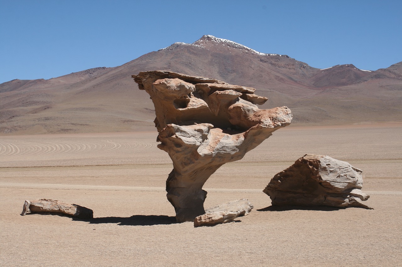 Image - desert life atacama chile