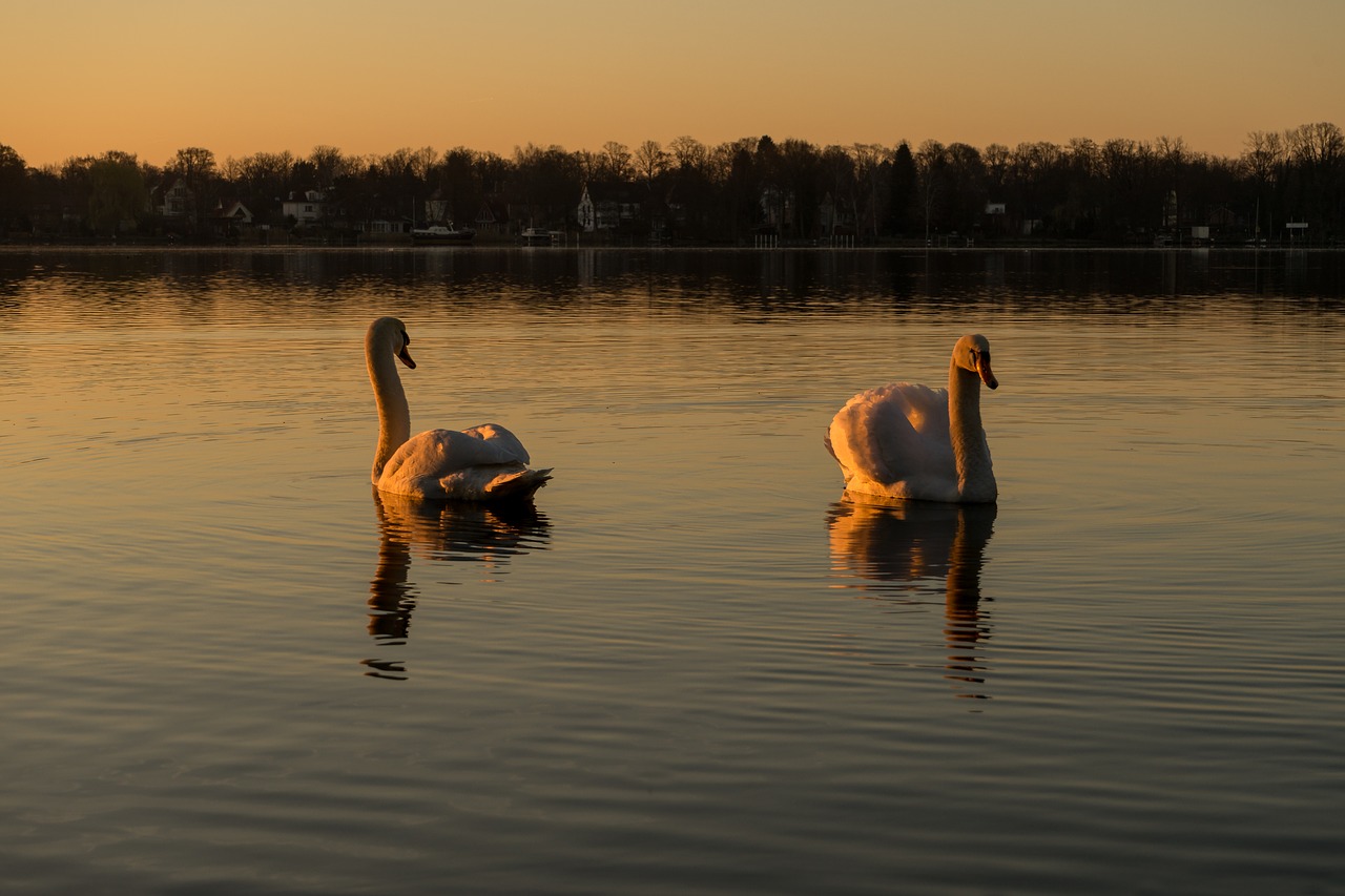 Image - swan water lake water bird bird