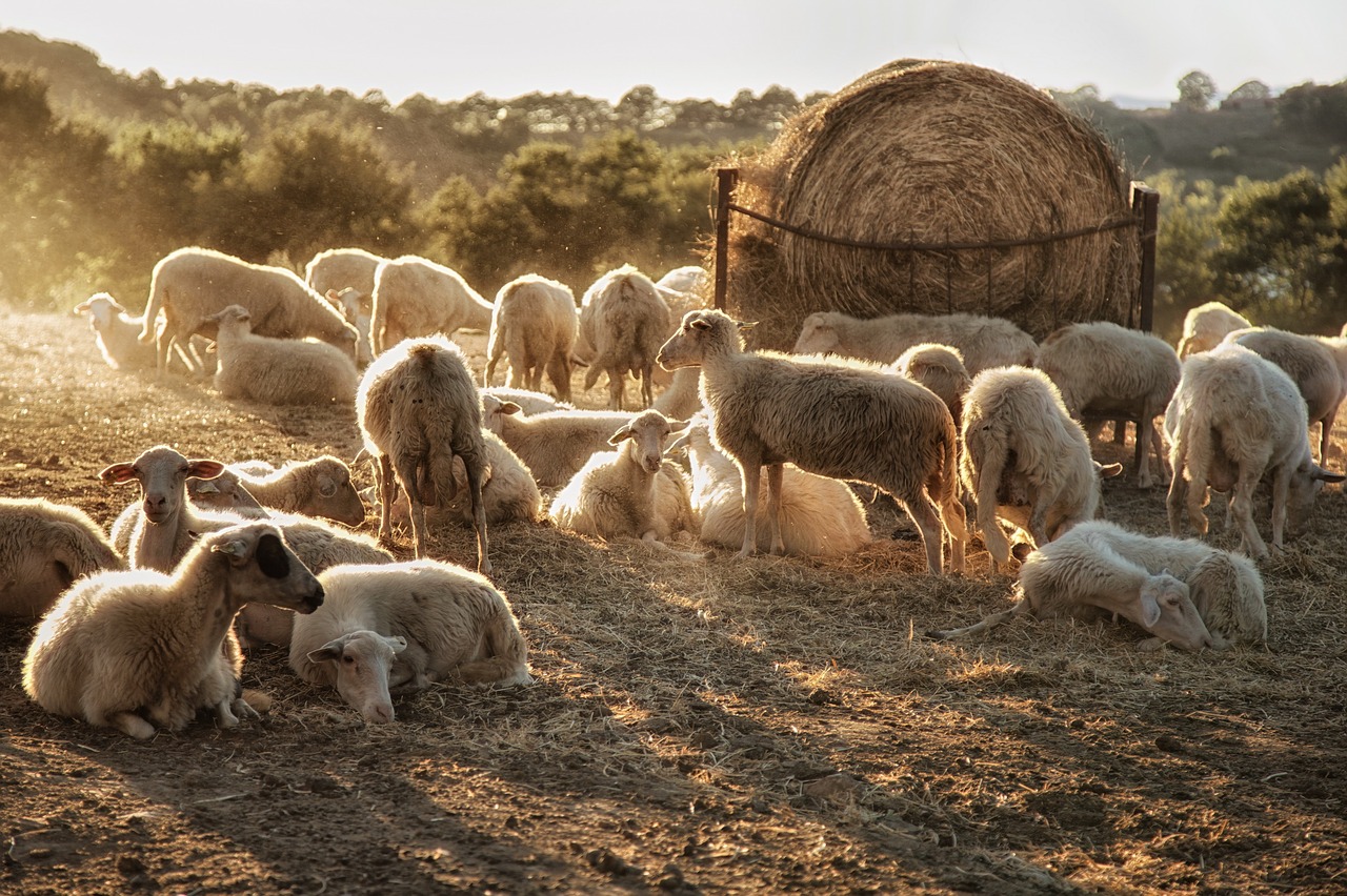 Image - sheep fold light flock