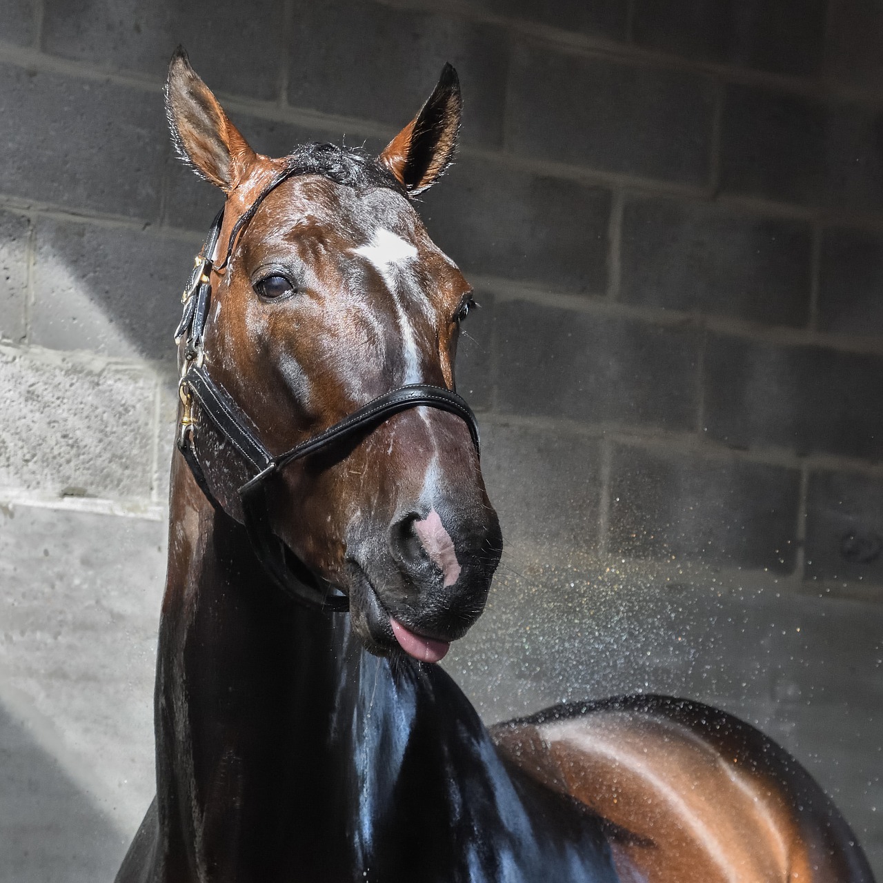 Image - horse wet water shower wash