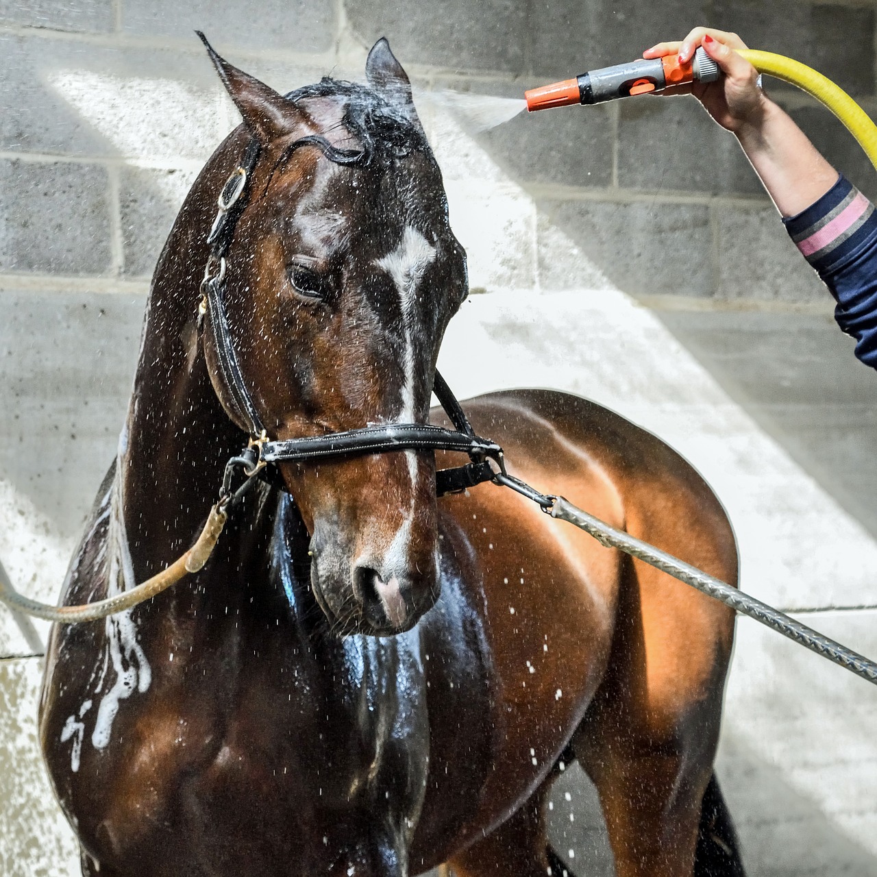 Image - horse wet water shower wash