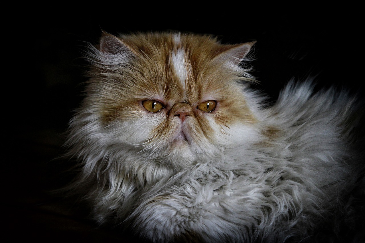 Image - cat persian persian cat pet animal