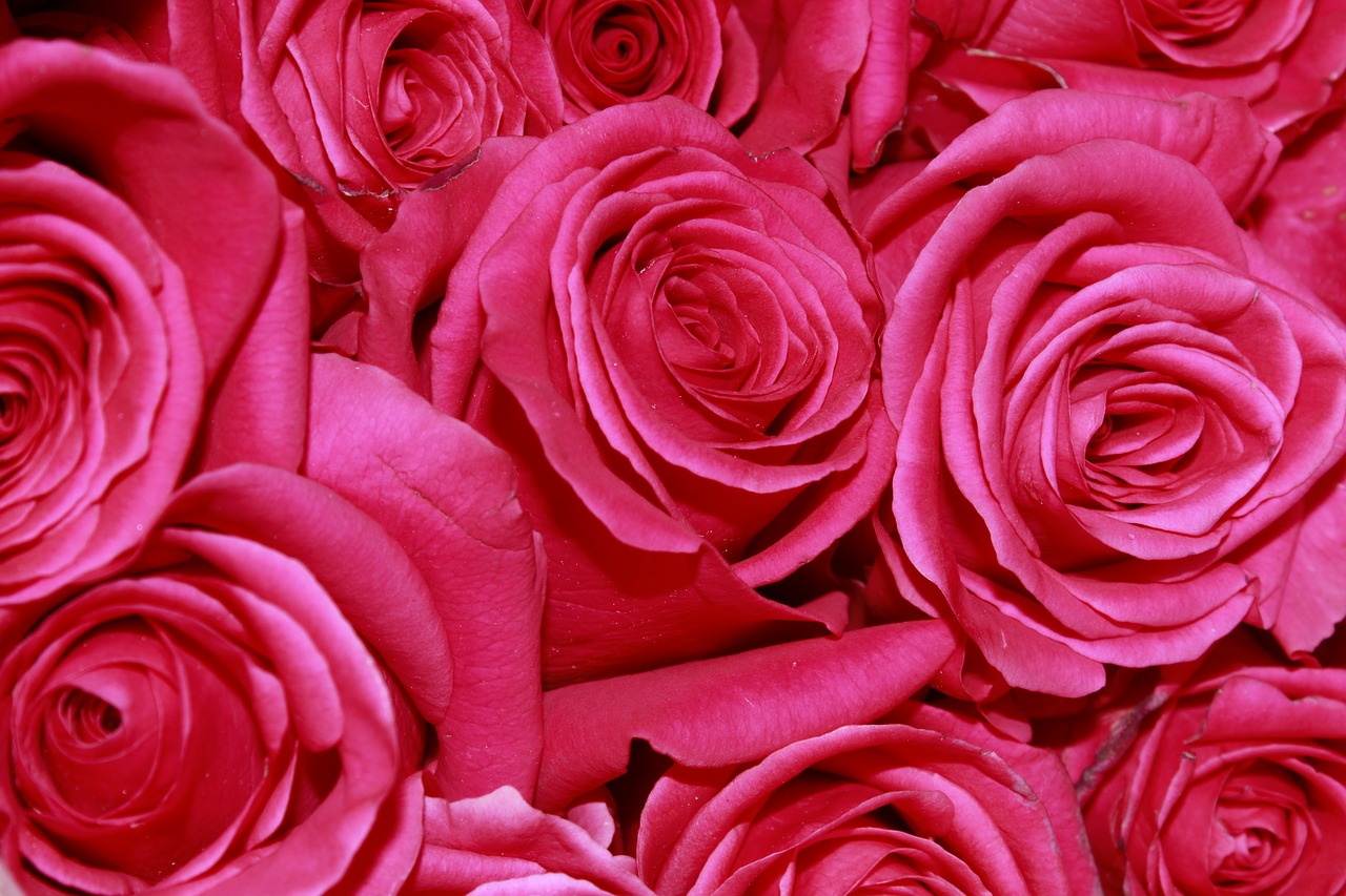 Image - roses flowers red pink ecuador