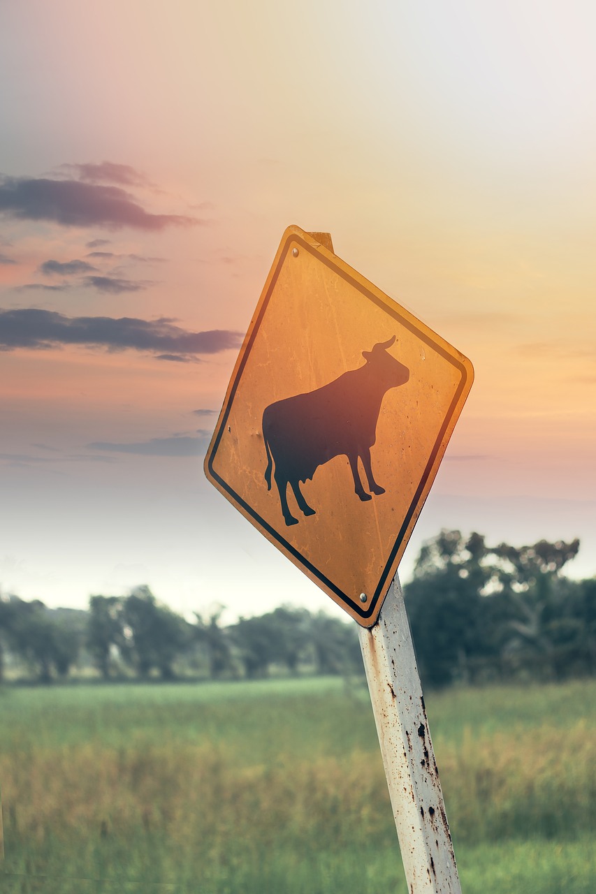 Image - cattle livestock roadsign signpost