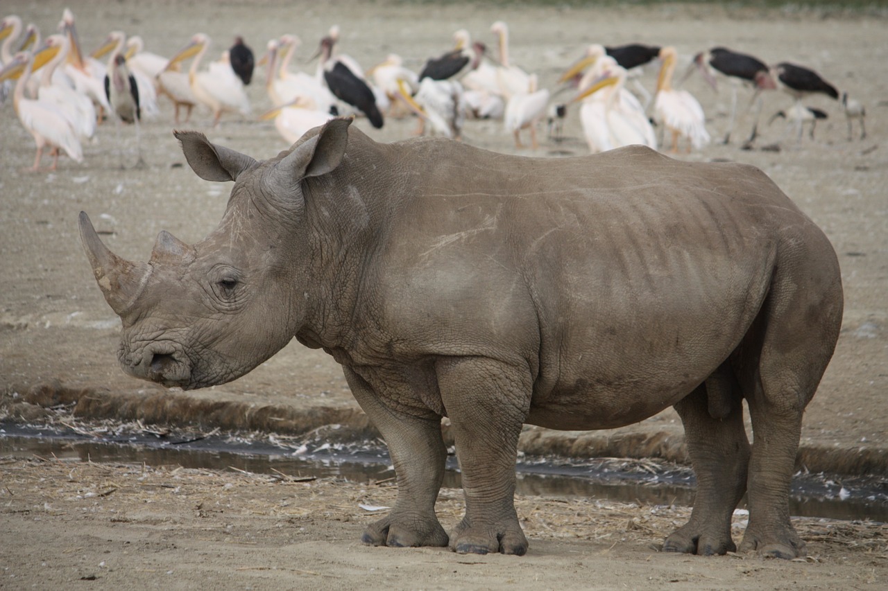 Image - rhino kenya africa rhinoceros