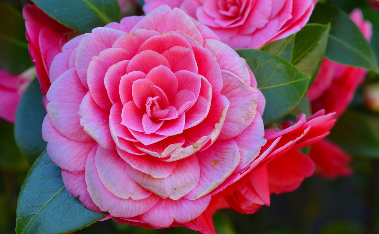 Image - camellia camelia japonica bush