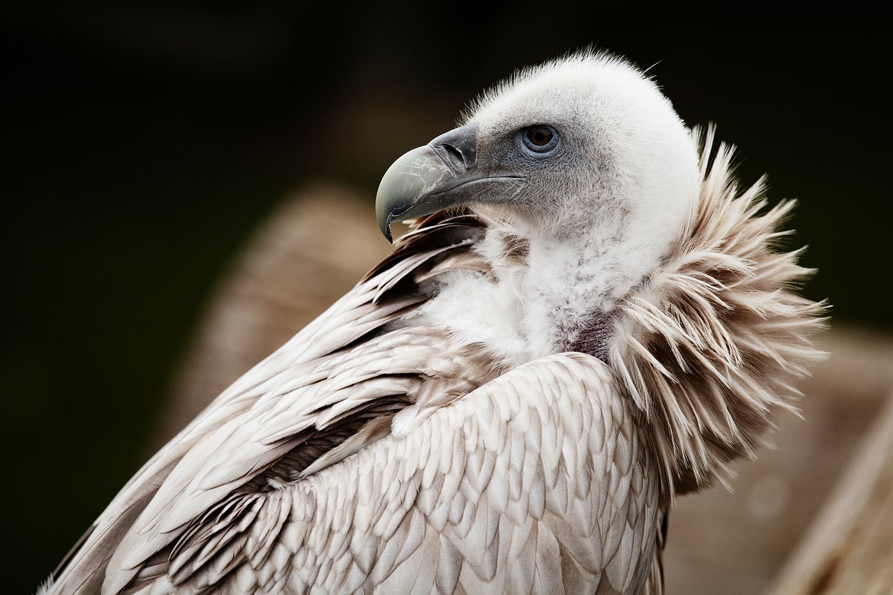 Image - animal beak bird feather feathers