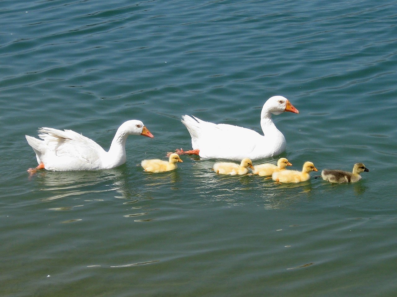 Image - goose geese gosling bird waterfowl