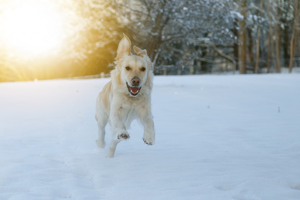 Image - dog race snow happy play pets