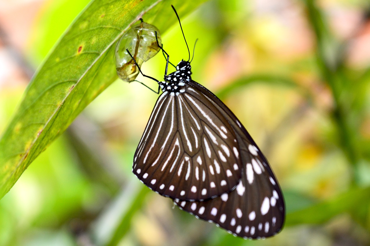 Image - butterfly moth insect cocoon