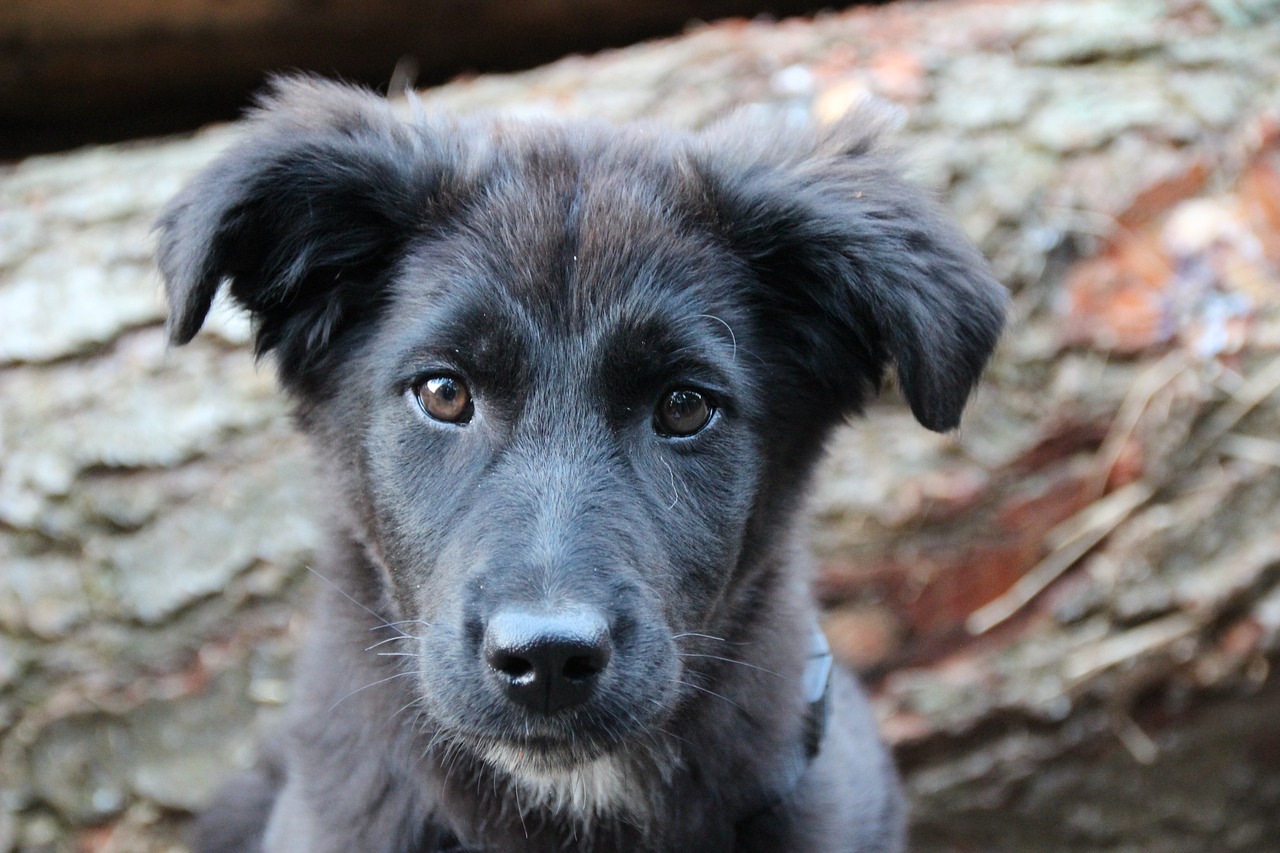 Image - hybrid mixed breed dog puppy cute