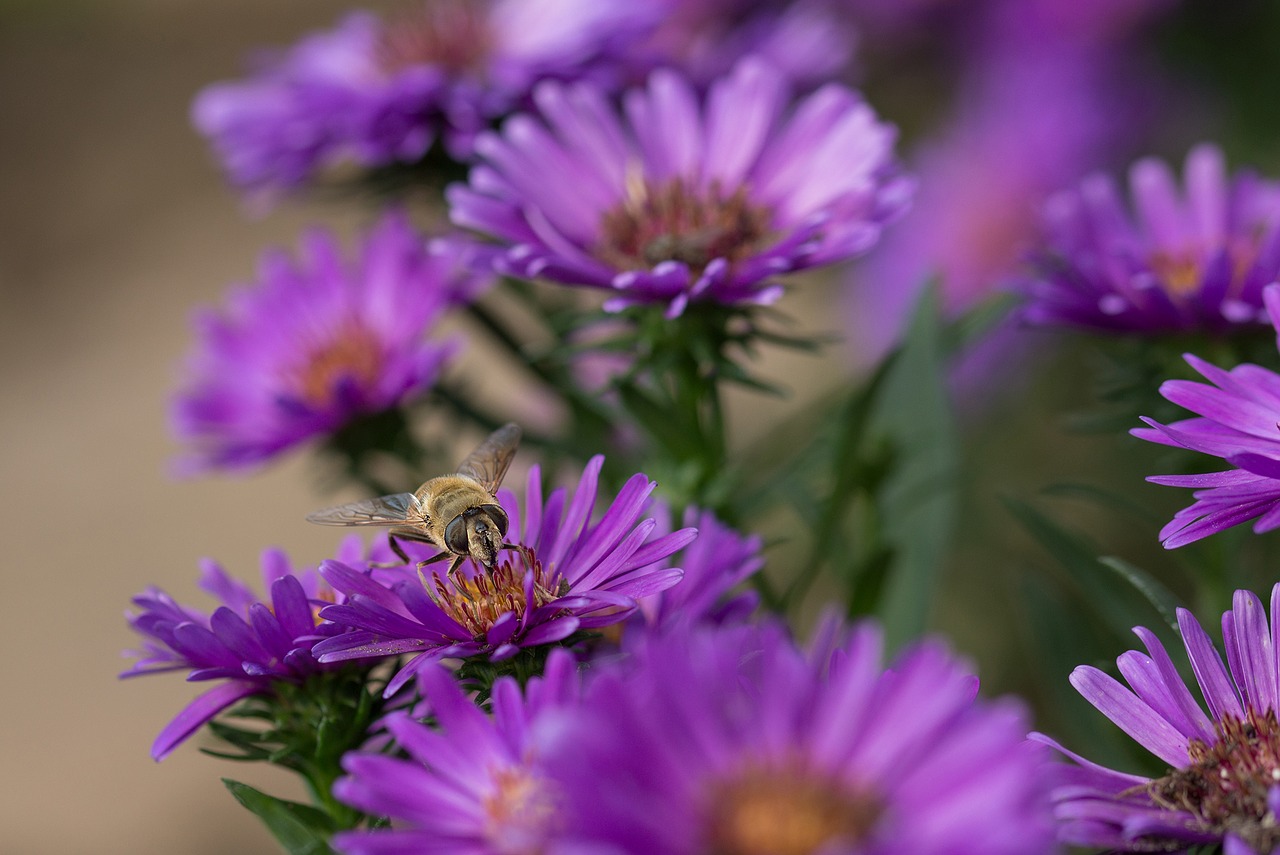 Image - herbstaster flowers garden blossom