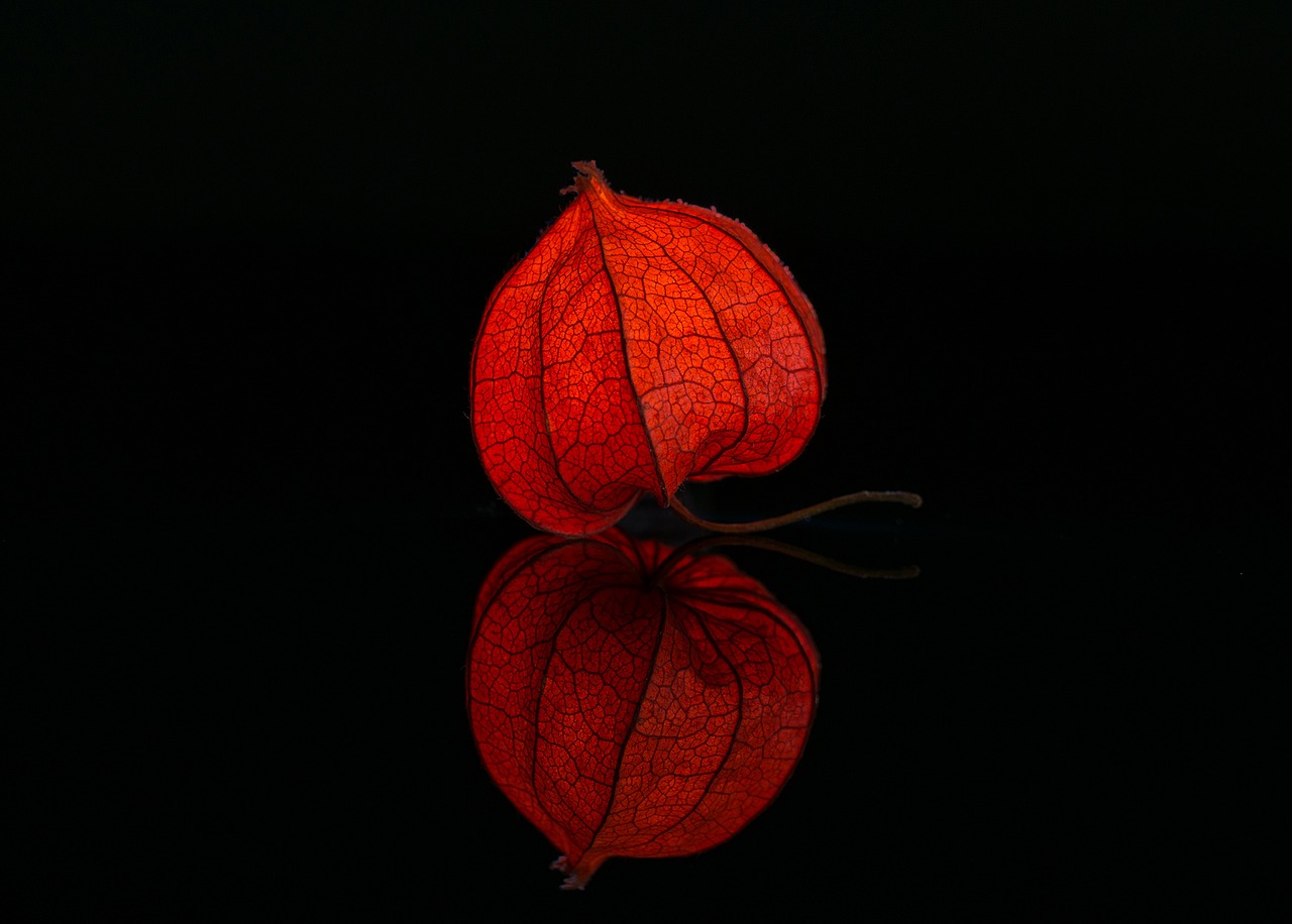 Image - lampionblume illuminated studio