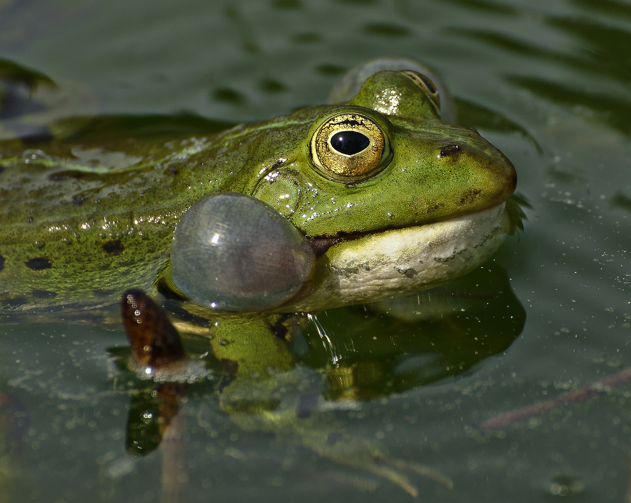 Image - frog lake pond water frogs nature
