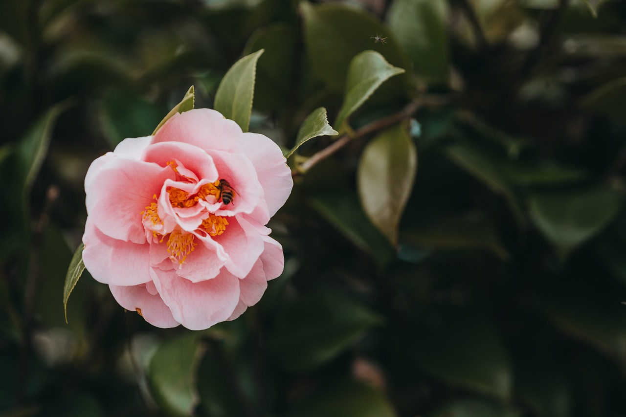 Image - flower camellia plant blossom pink